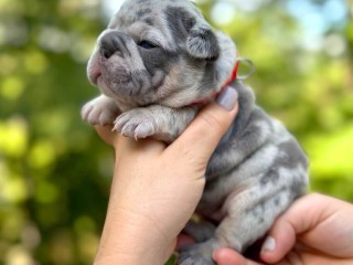 Female Blue Merle