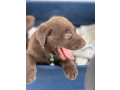 labrador-retriever-puppy-small-1