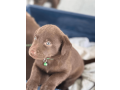 labrador-retriever-puppy-small-0