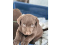 labrador-retriever-puppy-small-3