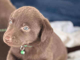 Labrador Retriever puppy