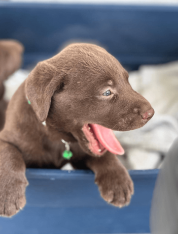 labrador-retriever-puppy-big-1