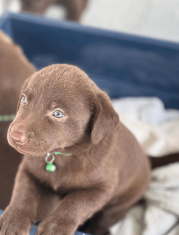 labrador-retriever-puppy-big-0