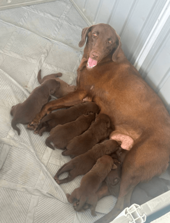 labrador-retriever-puppy-big-2