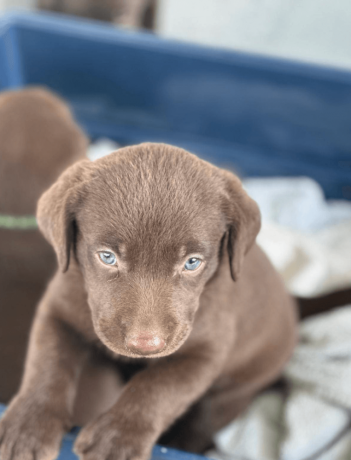 labrador-retriever-puppy-big-3