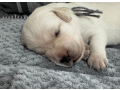 labrador-puppies-for-sale-small-1