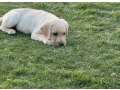 labrador-puppies-for-sale-small-0