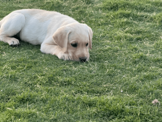 Labrador puppies for sale