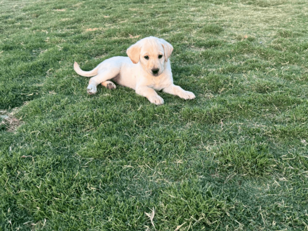 labrador-puppies-for-sale-big-2