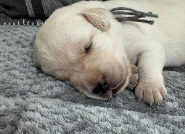 labrador-puppies-for-sale-big-1