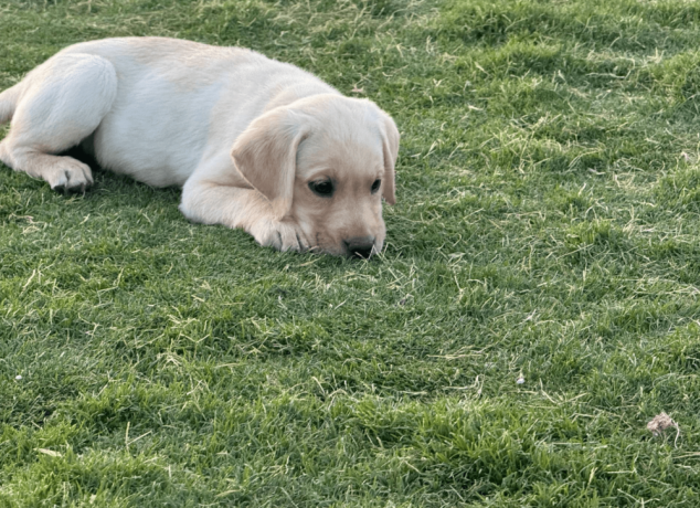 labrador-puppies-for-sale-big-0