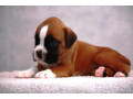 boxer-puppies-5-weeks-old-dallas-texas-small-0