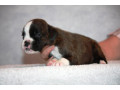 boxer-puppies-5-weeks-old-dallas-texas-small-2