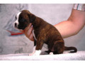 boxer-puppies-5-weeks-old-dallas-texas-small-1