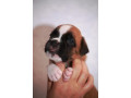 boxer-puppies-5-weeks-old-dallas-texas-small-3