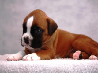 Boxer puppies, 5 weeks old, Dallas (Texas)