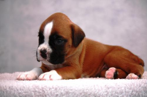 boxer-puppies-5-weeks-old-dallas-texas-big-0