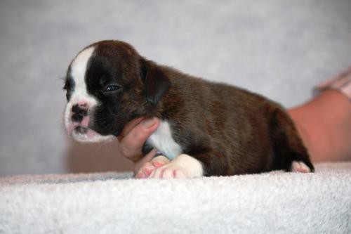 boxer-puppies-5-weeks-old-dallas-texas-big-2