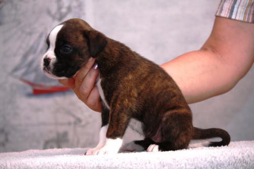 boxer-puppies-5-weeks-old-dallas-texas-big-1