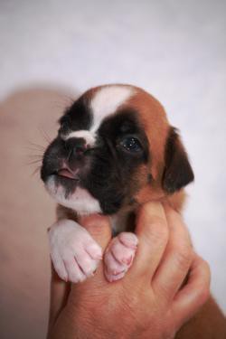 boxer-puppies-5-weeks-old-dallas-texas-big-3