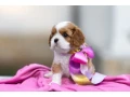 cavalier-king-charles-spaniel-puppies-7-weeks-old-pompano-beach-florida-small-0