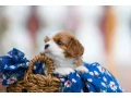 cavalier-king-charles-spaniel-puppies-7-weeks-old-pompano-beach-florida-small-1