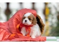 cavalier-king-charles-spaniel-puppies-7-weeks-old-pompano-beach-florida-small-5