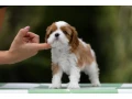 cavalier-king-charles-spaniel-puppies-7-weeks-old-pompano-beach-florida-small-4