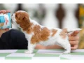 cavalier-king-charles-spaniel-puppies-7-weeks-old-pompano-beach-florida-small-6