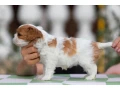 cavalier-king-charles-spaniel-puppies-7-weeks-old-pompano-beach-florida-small-3