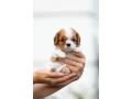 cavalier-king-charles-spaniel-puppies-7-weeks-old-pompano-beach-florida-small-2