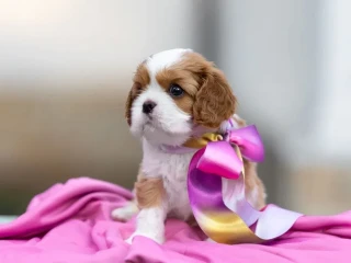 Cavalier King Charles Spaniel puppies, 7 weeks old, Pompano Beach (Florida)