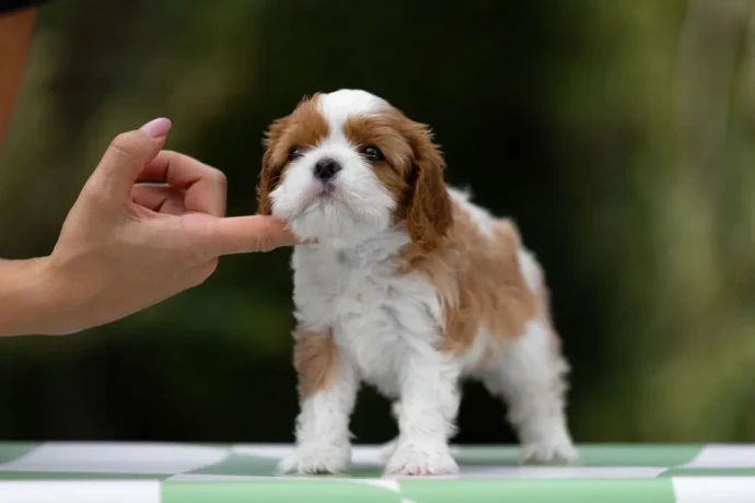 cavalier-king-charles-spaniel-puppies-7-weeks-old-pompano-beach-florida-big-4