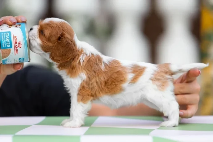 cavalier-king-charles-spaniel-puppies-7-weeks-old-pompano-beach-florida-big-6