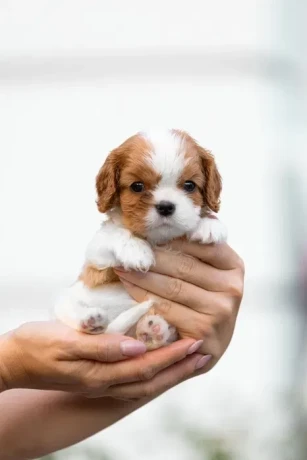 cavalier-king-charles-spaniel-puppies-7-weeks-old-pompano-beach-florida-big-2