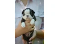 boston-terrier-puppies-mendota-illinois-small-0