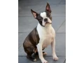 boston-terrier-puppies-mendota-illinois-small-1