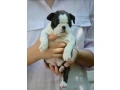 boston-terrier-puppies-mendota-illinois-small-2