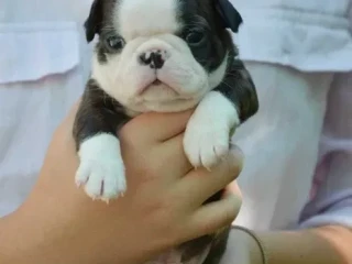 Boston Terrier puppies, Mendota (Illinois)