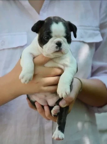 boston-terrier-puppies-mendota-illinois-big-2