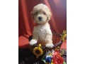 toy-poodle-puppies-5-weeks-old-florence-alabama-small-0