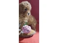 toy-poodle-puppies-5-weeks-old-florence-alabama-small-4