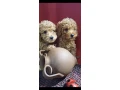 toy-poodle-puppies-5-weeks-old-florence-alabama-small-3