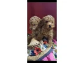 toy-poodle-puppies-5-weeks-old-florence-alabama-small-5