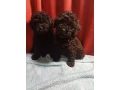 toy-poodle-puppies-5-weeks-old-florence-alabama-small-1