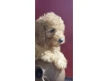 toy-poodle-puppies-5-weeks-old-florence-alabama-small-6