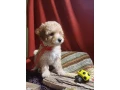 toy-poodle-puppies-5-weeks-old-florence-alabama-small-2