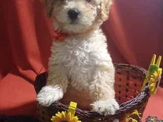 Toy Poodle puppies, 5 weeks old, Florence (Alabama)