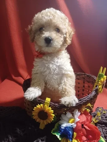 toy-poodle-puppies-5-weeks-old-florence-alabama-big-0