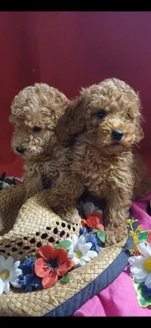 toy-poodle-puppies-5-weeks-old-florence-alabama-big-5